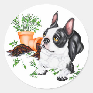 Boston Terrier Naughty Pup Aufkleber