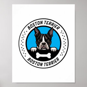 Boston Terrier Peeking Illustration Abzeichen Poster