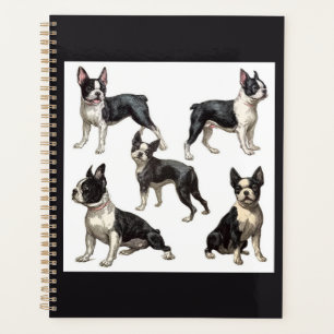 Boston Terrier  Planer
