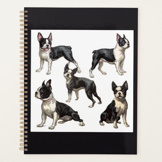 Boston Terrier Planer (Vorderseite)