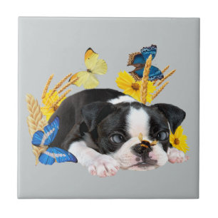 Boston Terrier Play Day Fliese