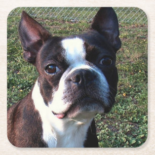 Boston_Terrier.png Rechteckiger Pappuntersetzer