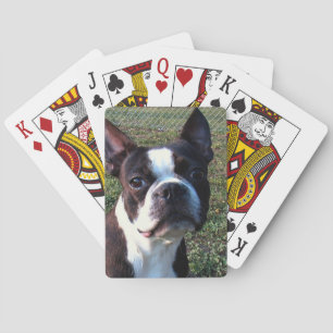 Boston_Terrier.png Spielkarten