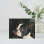Boston Terrier Post Card Phhhhhtt! Postkarte (Stehend Vorderseite)
