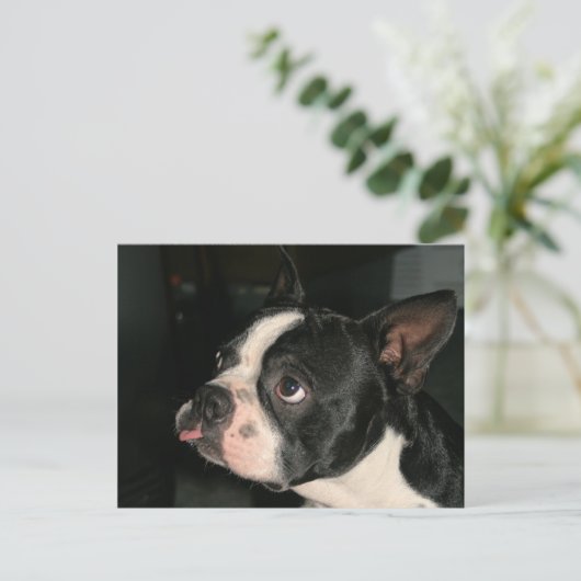 Boston Terrier Post Card Phhhhhtt! Postkarte (Stehend Vorderseite)
