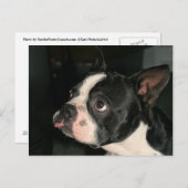 Boston Terrier Post Card Phhhhhtt! Postkarte (Vorne/Hinten)