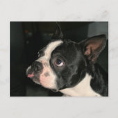Boston Terrier Post Card Phhhhhtt! Postkarte (Vorderseite)