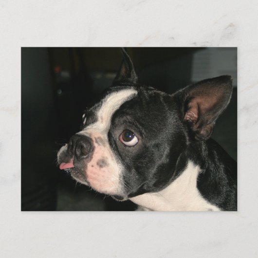 Boston Terrier Post Card Phhhhhtt! Postkarte (Vorderseite)