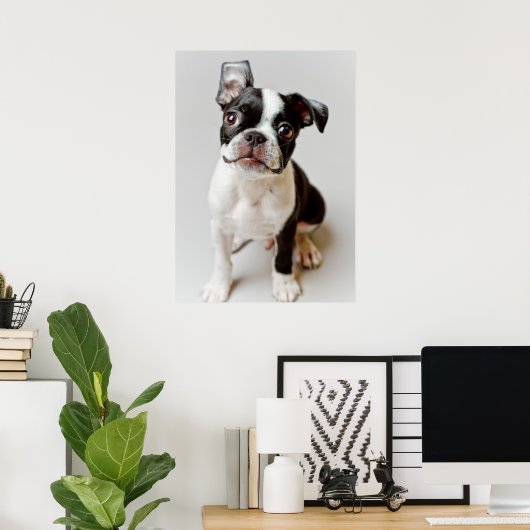 Boston Terrier Poster (Heimbüro)