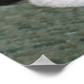 Boston Terrier Poster (Ecke)