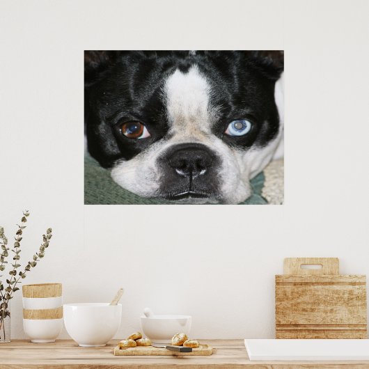 Boston Terrier Poster (Küche)