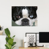 Boston Terrier Poster (Heimbüro)