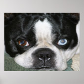 Boston Terrier Poster (Vorne)