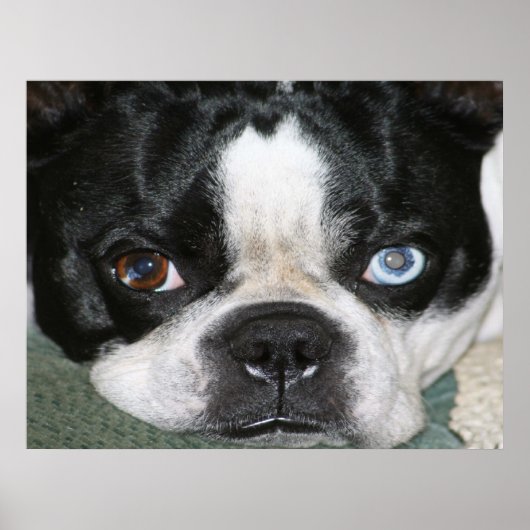 Boston Terrier Poster (Vorne)