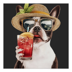 Boston-Terrier Poster