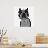 Boston Terrier Poster (Küche)