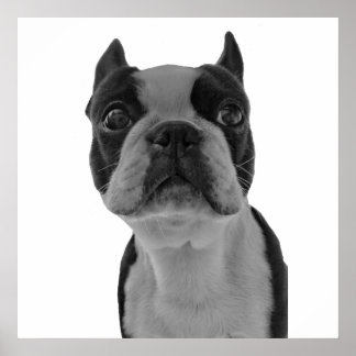Boston Terrier Poster