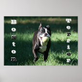 Boston Terrier Poster (Vorne)