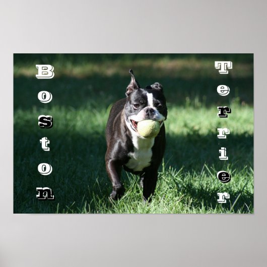 Boston Terrier Poster (Vorne)