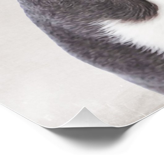 Boston Terrier Poster (Ecke)