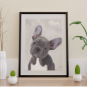 Boston Terrier Poster