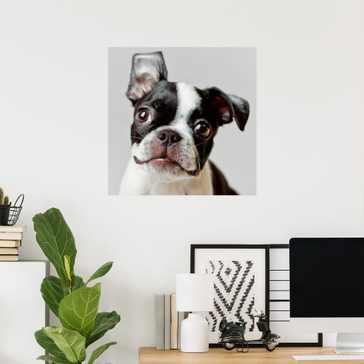 Boston Terrier Poster (Heimbüro)
