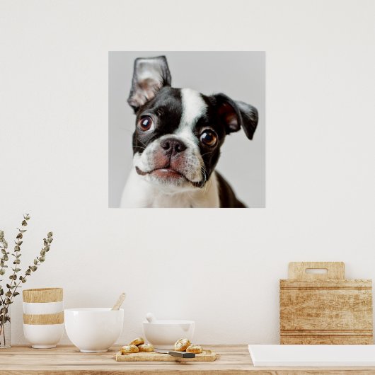 Boston Terrier Poster (Küche)