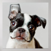 Boston Terrier Poster (Vorne)