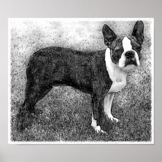 Boston Terrier Poster Print (Vorne)