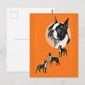 Boston Terrier Postkarte (Vorne/Hinten)
