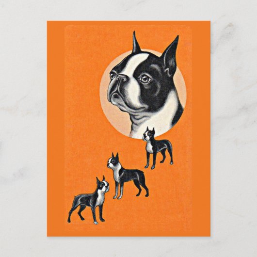 Boston Terrier Postkarte (Vorderseite)
