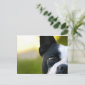 Boston Terrier Postkarte (Stehend Vorderseite)