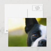 Boston Terrier Postkarte (Vorne/Hinten)