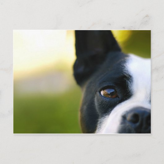 Boston Terrier Postkarte (Vorderseite)