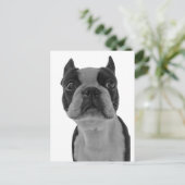 Boston Terrier Postkarte (Stehend Vorderseite)
