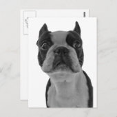 Boston Terrier Postkarte (Vorne/Hinten)