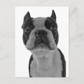 Boston Terrier Postkarte (Vorderseite)