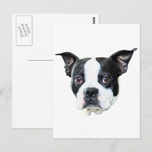 Boston Terrier Postkarte (Vorne/Hinten)