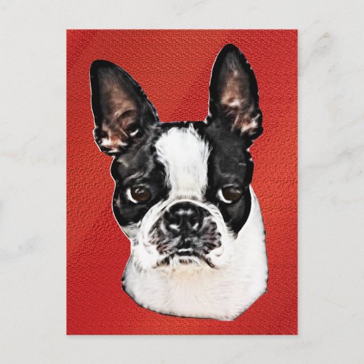 Boston Terrier Postkarte (Vorderseite)