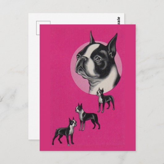 Boston Terrier Postkarte (Vorne/Hinten)