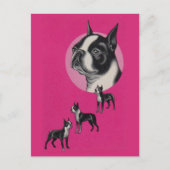 Boston Terrier Postkarte (Vorderseite)