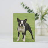 Boston Terrier Postkarte (Stehend Vorderseite)