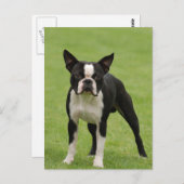 Boston Terrier Postkarte (Vorne/Hinten)