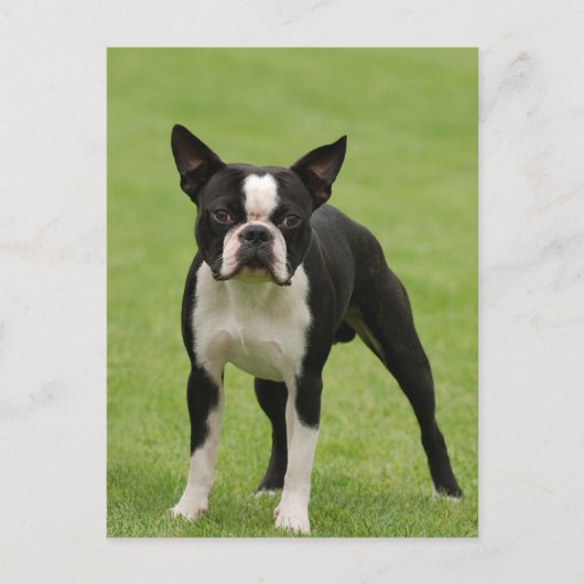 Boston Terrier Postkarte (Vorderseite)