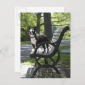 Boston Terrier Postkarte (Vorne/Hinten)