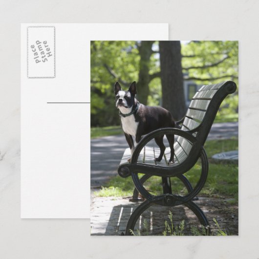 Boston Terrier Postkarte (Vorne/Hinten)