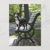 Boston Terrier Postkarte (Vorderseite)