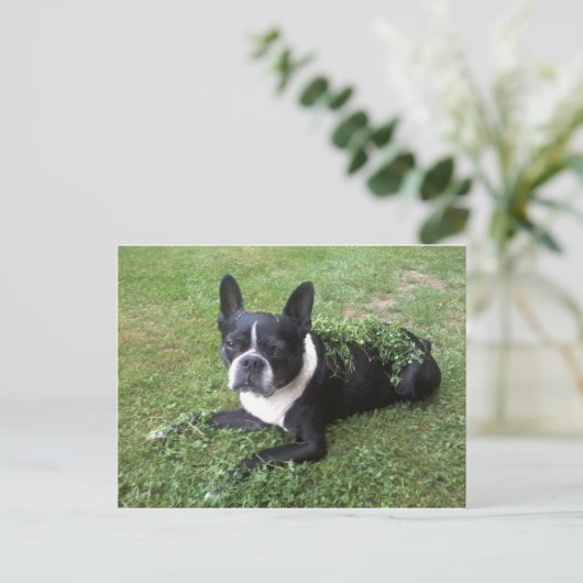 Boston Terrier Postkarte (Stehend Vorderseite)