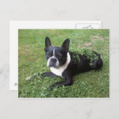 Boston Terrier Postkarte (Vorne/Hinten)