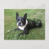 Boston Terrier Postkarte (Vorderseite)